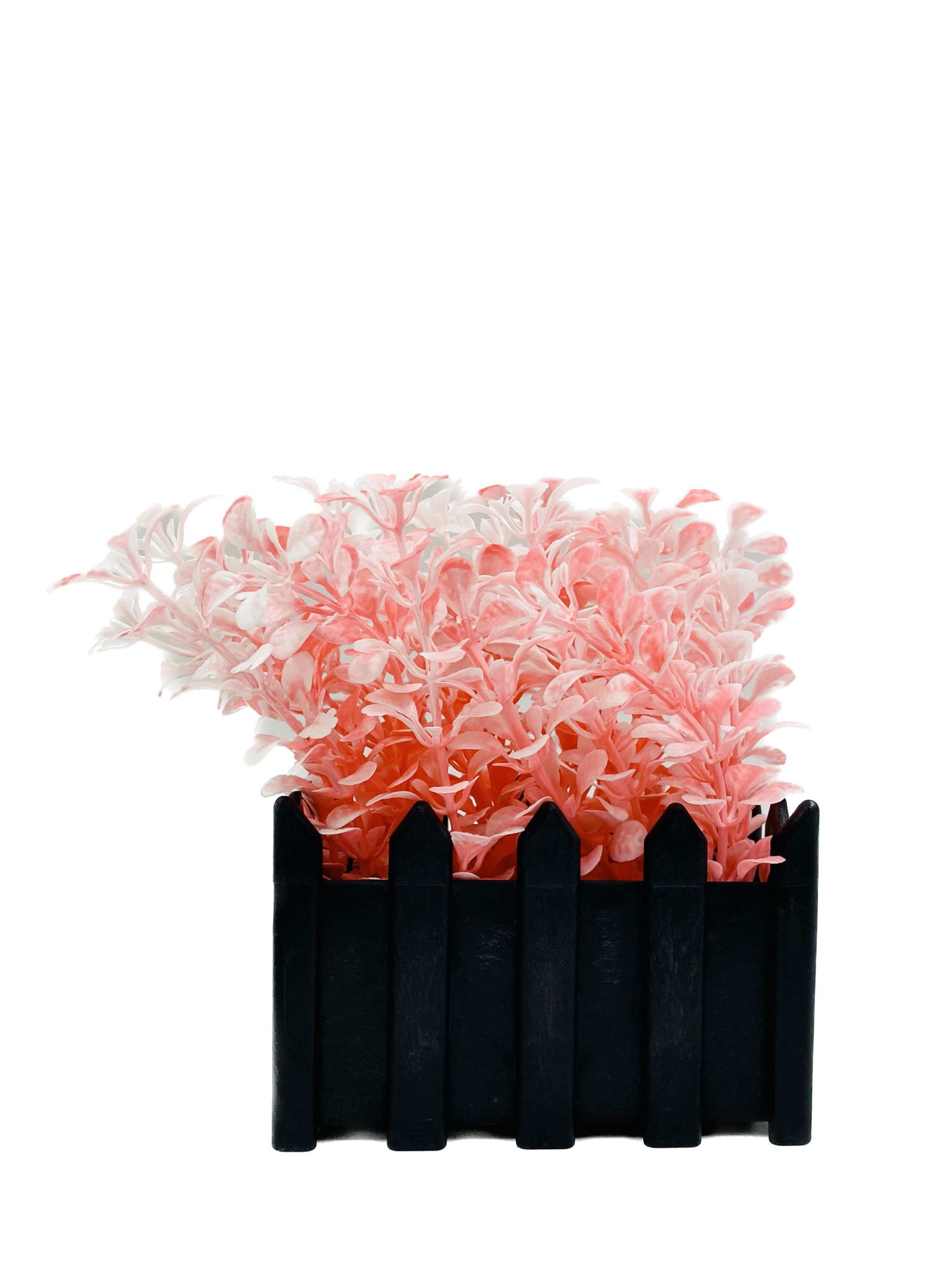 Plante décorative 