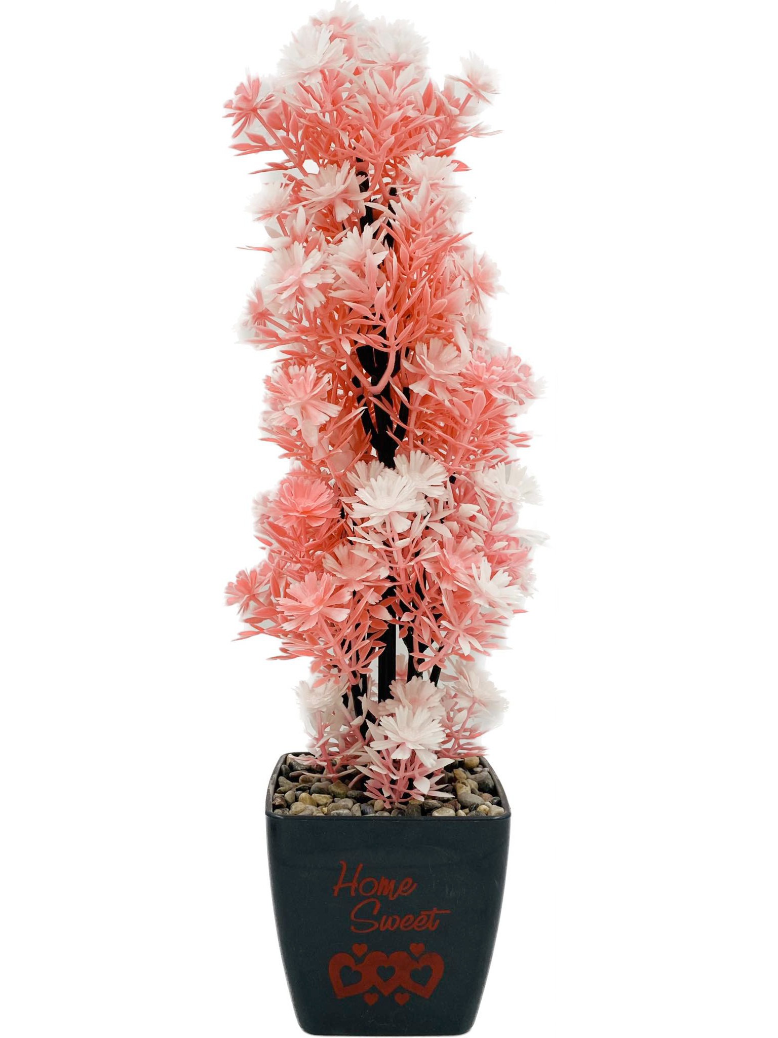 Plante décorative 
